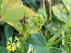 Alchemilla vulgaris