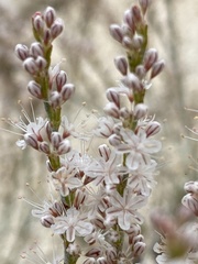 Eriogonum wrightii membranaceum