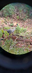 Balearica regulorum