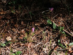 Colchicum lusitanum