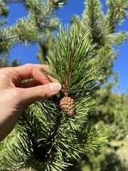 Pinus contorta