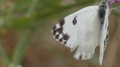 Pontia daplidice