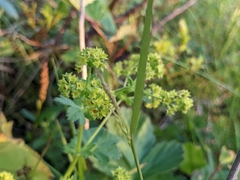 Alchemilla vulgaris