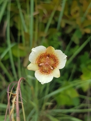 Calochortus ghiesbreghtii