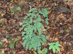 Adiantum pedatum