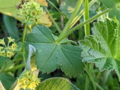 Alchemilla vulgaris