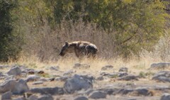 Lupulella mesomelas mesomelas