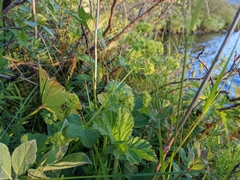 Alchemilla vulgaris