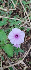 Ipomoea cairica