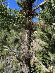 Pinus contorta