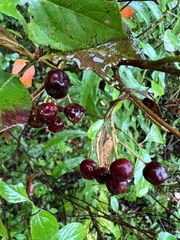 Aronia arbutifolia