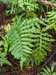 Woodwardia areolata