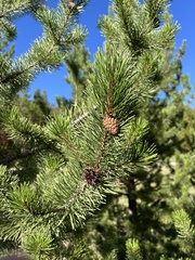 Pinus contorta
