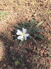 Oenothera cespitosa