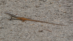 Psammodromus algirus