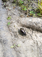 Carabus nemoralis