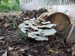 Rigidoporus populinus