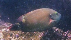 Cheilinus chlorourus