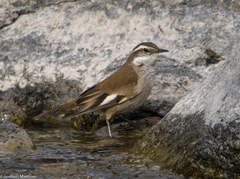 Cinclodes albiventris