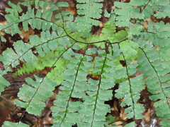 Adiantum pedatum