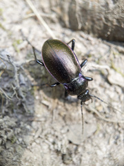 Carabus nemoralis