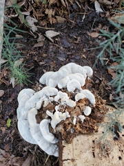 Rigidoporus populinus