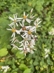 Eurybia divaricata