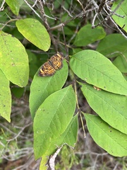 Phyciodes