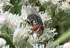 Cochliomyia