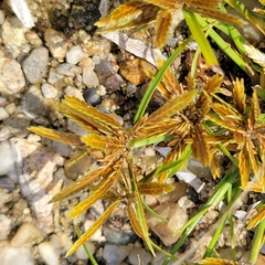 Cyperus filicinus