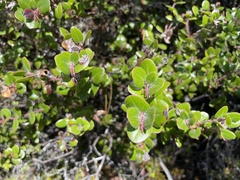 Arctostaphylos nummularia