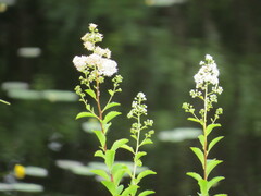 Spiraea alba latifolia