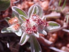 Helichrysum tinctum