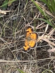 Phyciodes
