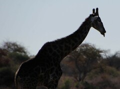 Giraffa camelopardalis angolensis