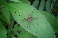 Dolomedes vittatus
