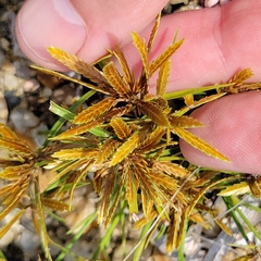 Cyperus filicinus