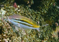 Parupeneus biaculeatus