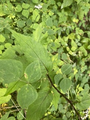 Eurybia divaricata