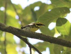 Setophaga townsendi