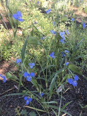 Commelina dianthifolia