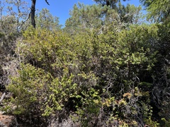 Arctostaphylos nummularia
