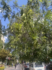 Fraxinus angustifolia