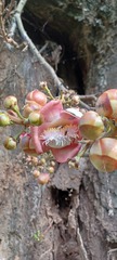 Couroupita guianensis