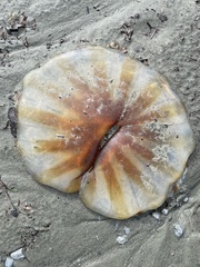 Chrysaora melanaster