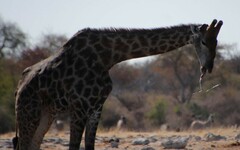 Giraffa camelopardalis angolensis