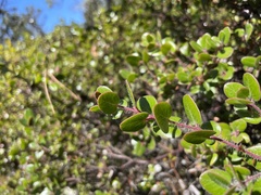 Arctostaphylos nummularia