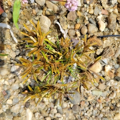 Cyperus filicinus