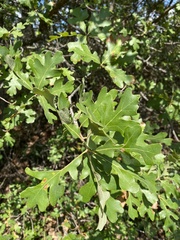 Quercus margaretiae
