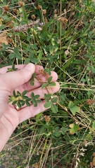 Kummerowia stipulacea